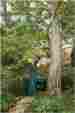 62896 Portland Long Reach Saw Pole Branch Trimmer Pruner Combo Electric Automatic Chain 7 Amp
