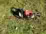 Ut-18022a Hx-16 Homelite Gas Powered Hedge Trimmer